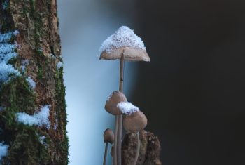 A cluster of mushrooms perched on a tree trunk